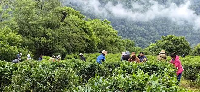 碳茶园：乡村振兴“新样式”赚钱不是靠茶叶AG真人游戏平台入口【农业行业观察】低(图3)